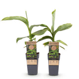 Green boutiQ - Fruitpflanze - Japanische Faserbanane - Musa Basjoo - Winterhart - 2 Pflanzen - Topf 15cm Höhe 50cm