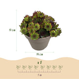 Green boutiQ - Bodendecker - Winterhart -Sempervivum Big Sam - 8 Pflanzen - Verschiedene Farben - Wenig Pflege - Topf 14 Höhe 17