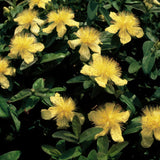 Millepertuis à grandes fleurs en godet - Hypericum calycinum - H 10-25 cm, pot Ø9 cm - photo 6