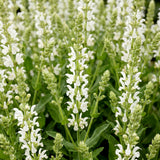 Sauge des bois Snow Hill - H 15-25 cm, pot Ø11 cm