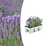 1x 6er-Pack Lavendel angustifolia – 6 x Ø7 cm – ↕15 cm