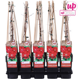 Waldrebe Hagley Hybrid - Waldrebe Rot - Ø15cm - ↕65cm