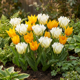 Tulipe Sunbath jaune et blanc - calibre 11/12