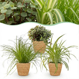 Green boutiQ - Zimmerpflanze - Zyperngras - Calissia - Grünlilie - 3er-Mix - Tierfreundliche Pflanzen - Grün - 3 Pflanzen - mit Korb - Topf 12cm - Höhe 20cm
