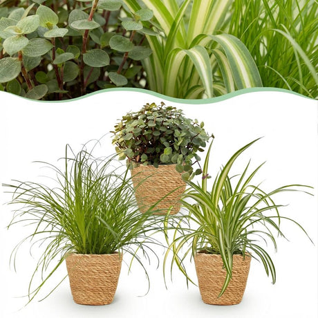 Green boutiQ - Zimmerpflanze - Zyperngras - Calissia - Grünlilie - 3er-Mix - Tierfreundliche Pflanzen - Grün - 3 Pflanzen - mit Korb - Topf 12cm - Höhe 20cm