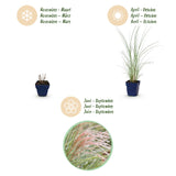 Eulalie Morning Light - Miscanthus sinensis - H 15-25 cm, pot Ø11 cm - photo 4