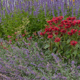 Pack massif parfumé en mélange - H 15-25 cm, pot Ø11 cm