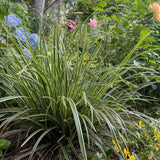 Green boutiQ - Ziergräser - Carex morrowii Ice Dance - Weiß & Grün - 4 Pflanzen - Immergrün - Wenig Pflege - Topf 17cm Höhe 50cm