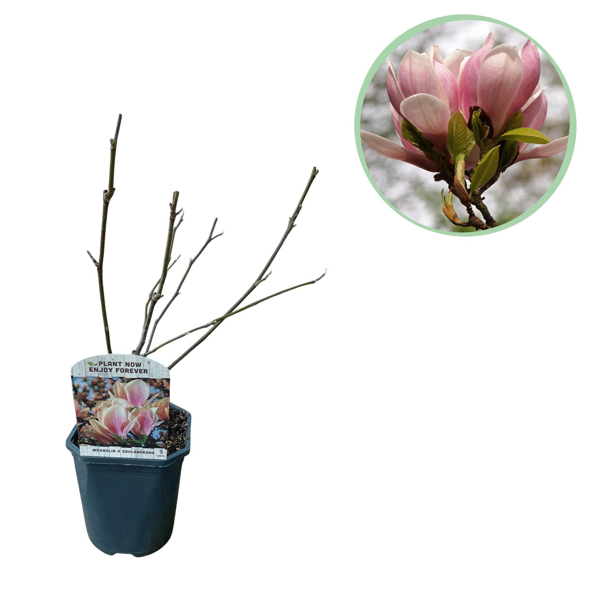 Green boutiQ - Sträucher - Magnolia Soulangiana - Blüten Hellrosa - 1 Pflanze - Laubabwerfend - Wenig Pflege - Topf 17cm Höhe 45cm