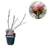 Green boutiQ - Sträucher - Magnolia Soulangiana - Blüten Hellrosa - 1 Pflanze - Laubabwerfend - Wenig Pflege - Topf 17cm Höhe 45cm