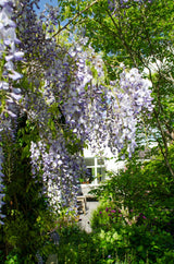 Wisteria sinensis Caroline - Blauregen - Ø15cm - ↕65cm