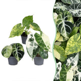 Baby Alocasia Tricolour Variegata - lot de 3 mini plantes