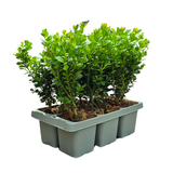 "Buchsbaum NewGen Freedom 6er-Pack – Winterharte, immergrüne Sträucher 6 x Ø7 cm - ↕15 cm | Kompakter Buchsbaum"