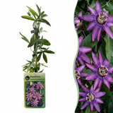 Passiflore Lavender Lady - Passiflora - H 35 cm, pot Ø9 cm