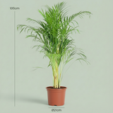 Green boutiQ - Zimmerpflanze - Goldpalme - Dypsis Lutescens Areca - Grün - Pflegeleicht - 1 Pflanze - Topf 21cm - Höhe 90 - 100cm