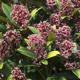 1x - Terrassenpflanze - Skimmia japonica Rubella - Blüte Rot - 40+ Blüten - 1 Pflanze - Winterhart - Topf 19cm Höhe 60cm