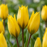 Tulipe sauvage sylvestris - 80 bulbes