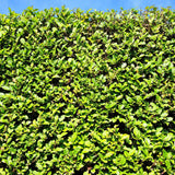 Green boutiQ - Heckenpflanzen - Ligustrum ovalifolium - grüne Blätter - 6 Pflanzen - 1 laufender Meter - immergrün - Topf 17cm Höhe 55cm