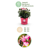 Rhododendron nain Bloombux Magenta - Rhododendron à petites feuilles - H 30-40 cm, pot Ø17 cm