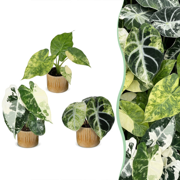 Baby Alocasia Tricolour Variegata avec cache-pots Linnea miel - lot de 3 mini plantes