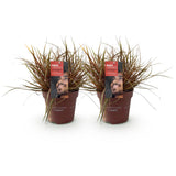 Green boutiQ - Ziergräser - Uncinia rubra Everflame - Rot - 2 Pflanzen - Immergrün - Wenig Pflege - Topf 17cm Höhe 50cm