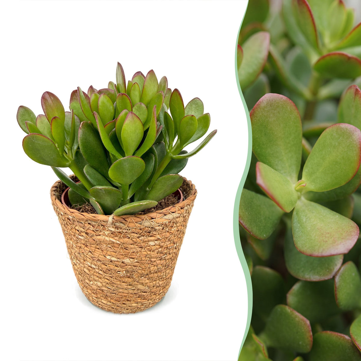 Arbre de jade avec paniers - Crassula ovata - H 16 cm, pot Ø12 cm - photo 6