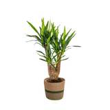Yucca Elephantipes verzweigt mit Korb Ø21cm - ↕60 - 70cm