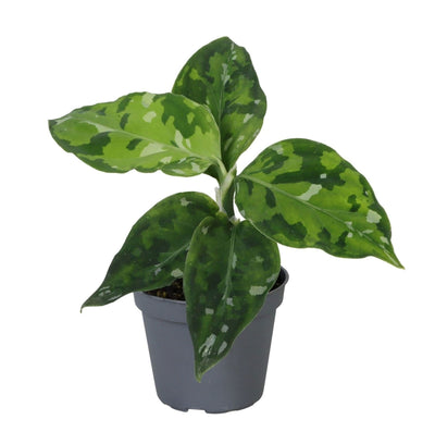 Mini Aglaonema pictum Tricolor - Aglaonema camouflage - H 10 cm, pot Ø6 cm