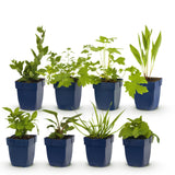 Green boutiQ - Staudenpaket - Bienen- und Schmetterlingsfreundlich - 8 Stauden - 1 m2 - Verschiedene Farben - Wenig Pflege - Topf 11cm