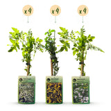 Jasmins grimpants en mélange - Jasminum - H 35 cm, pot Ø9 cm - photo 2