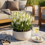 Green boutiQ - Blumenzwiebeln - Muscari White Magic - Farbe Weiß - 50 Stück - Zwiebelgröße 6/7 - XXL Pack