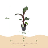 Green boutiQ - Fruitplant - Bananenpflanze - Ensete ventricosum Maurelli - Winterhart - 4 Pflanzen - Topf 17cm Höhe 40cm