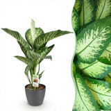 Green BoutiQ - Zimmerpflanzen - Dieffenbachia Tropic Snow - Dieffenbachia - Pflegeleicht - Grün - 1 Pflanze - mit Topf Grau - Topf 21cm - Höhe 90-100cm