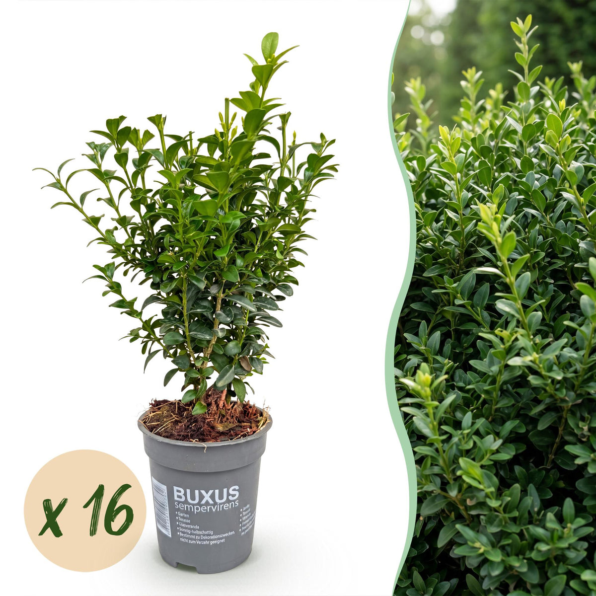 Kit haie Buis commun - H 20-25 cm, pot Ø9 cm