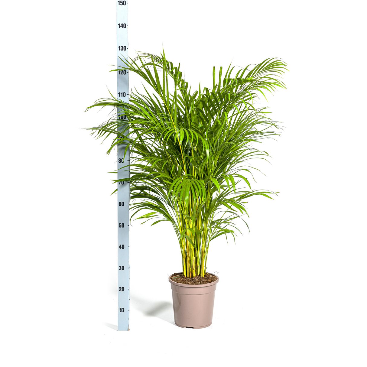 Dypsis Areca Lutescens mit Topf Ø24cm - ↕120 - 140cm