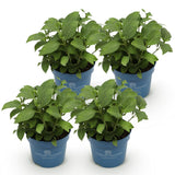 Hortensia Summer Love rouge - Hydrangea Endless Summer - H 20-25 cm, pot Ø14 cm - photo 2