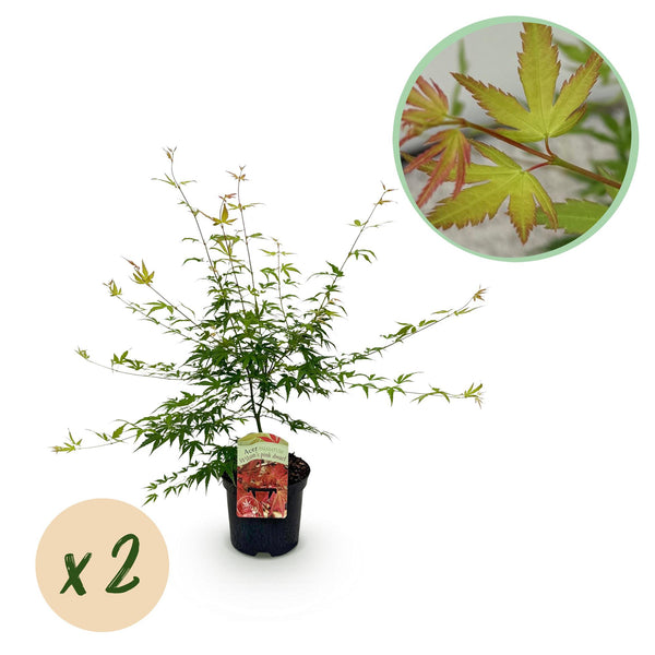 Green boutiQ - Terrassenpflanze - Japanischer Ahorn - Acer palmatum Pink Dwarf - Rosa - 2 Pflanzen - Laubabwerfend - Topf 19cm Höhe 70cm