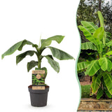 Green boutiQ - Obstpflanze - Japanische Faserbanane - Musa Basjoo - Winterhart - Topf 21cm Höhe 90cm