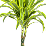 Dracaena Lemon Lime