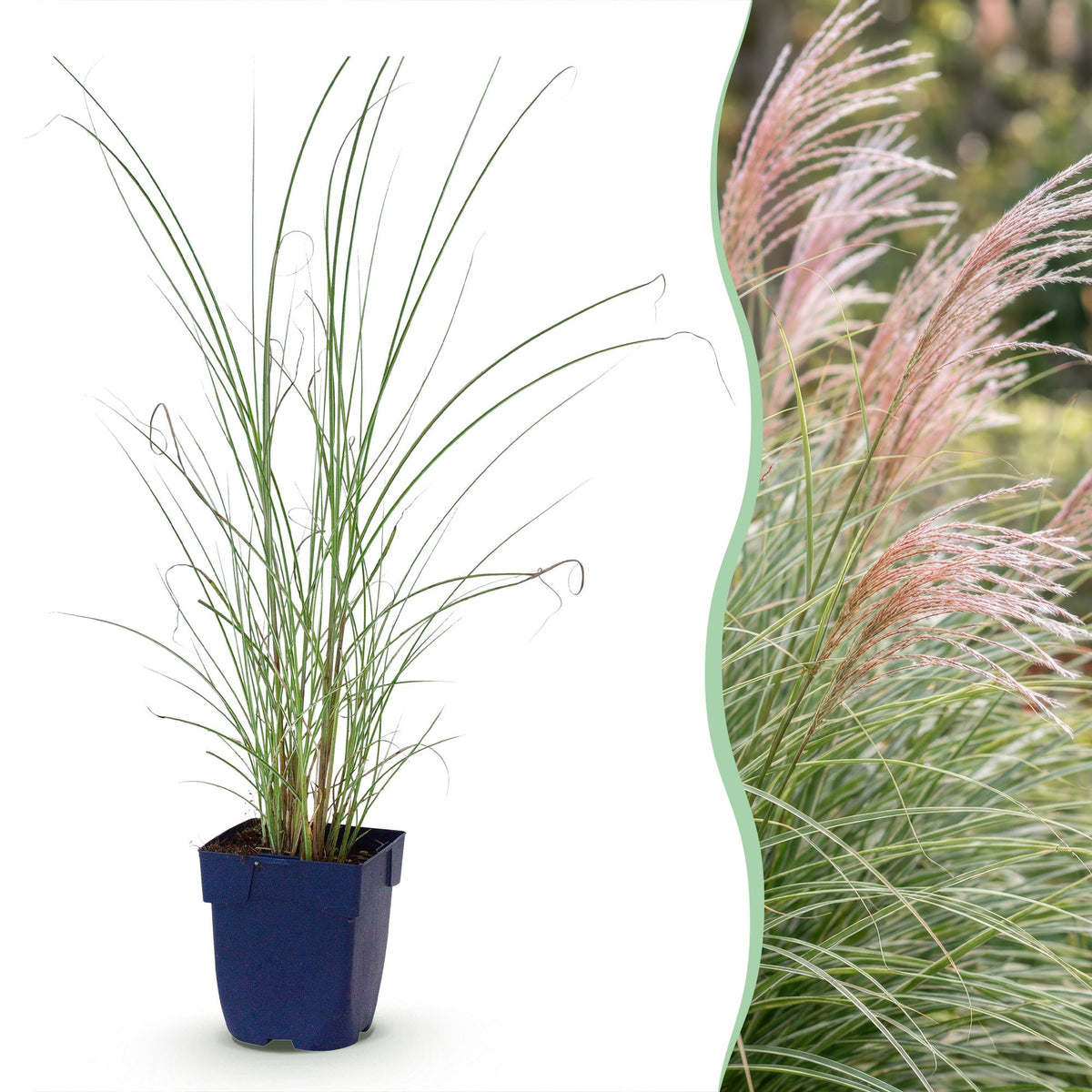 Eulalie Morning Light - Miscanthus sinensis - H 15-25 cm, pot Ø11 cm - photo 15
