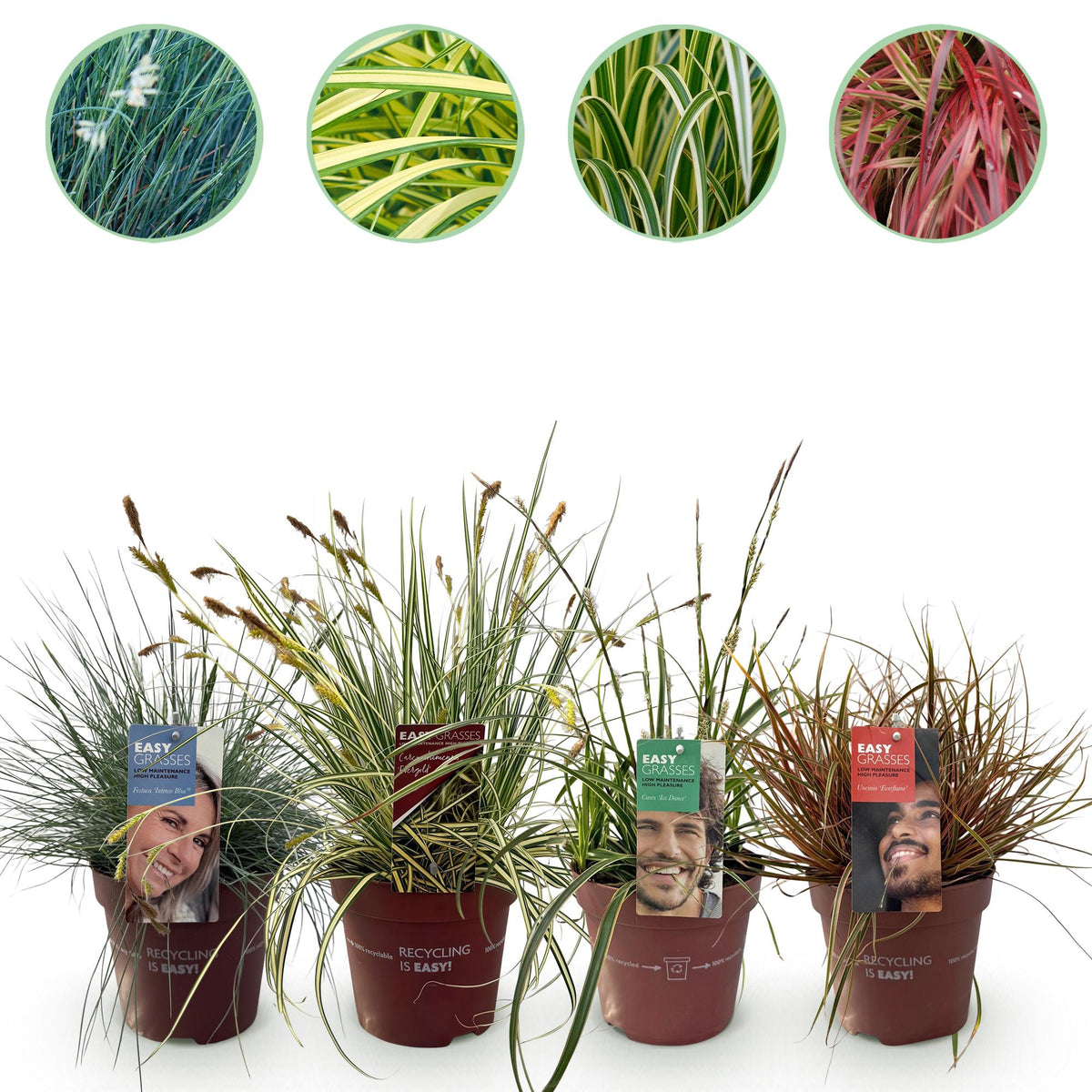Green boutiQ - Ziergräser - 4 Pflanzen - Blau - Gelb - Grün - Rot - Immergrün - Pflegeleicht - Topf 17cm Höhe 50cm