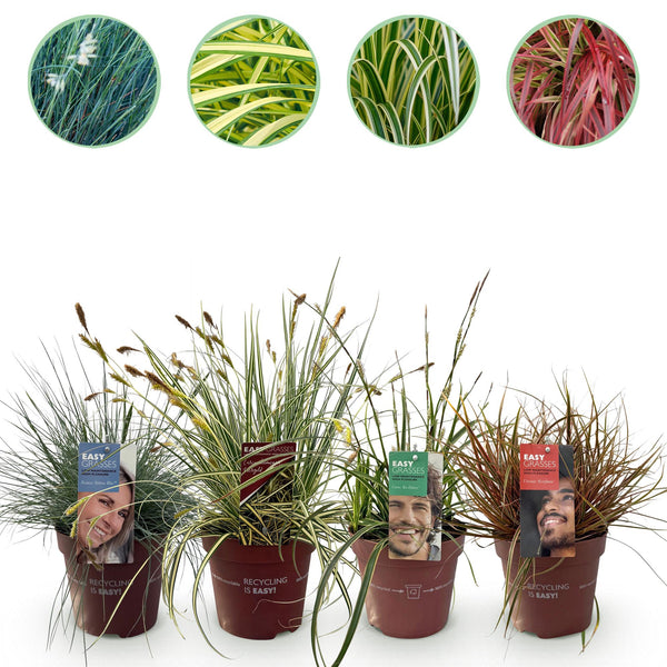 Green boutiQ - Ziergräser - 4 Pflanzen - Blau - Gelb - Grün - Rot - Immergrün - Pflegeleicht - Topf 17cm Höhe 50cm