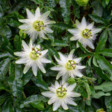 Green boutiQ - Passionsblume - Passiflora Avalanche - Blume Weiß - Pflegeleicht - 2 Pflanzen - Topf 11cm Höhe 40cm