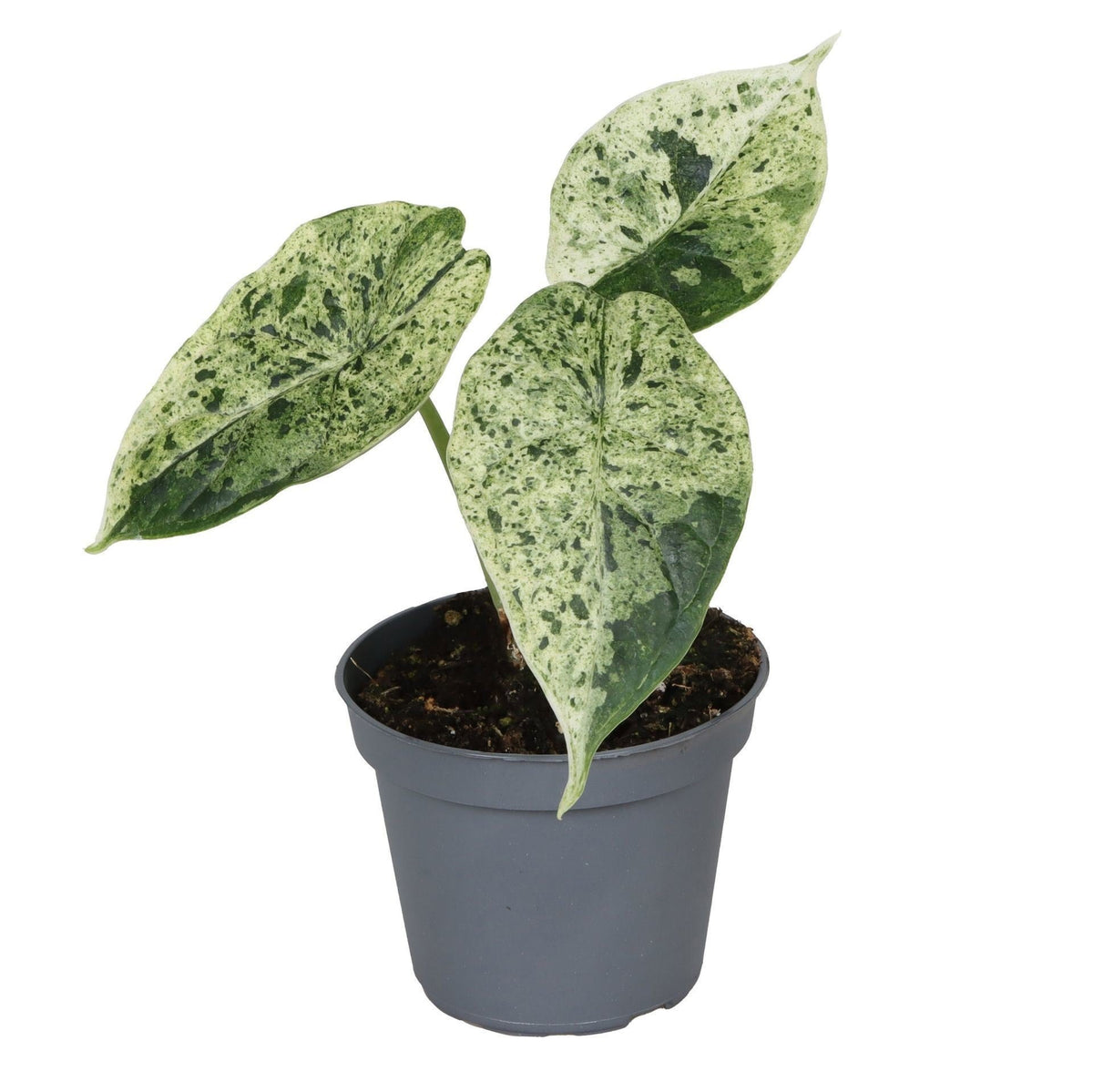 Mini Alocasia Dragon Scale Mint panachée - Alocasia baginda