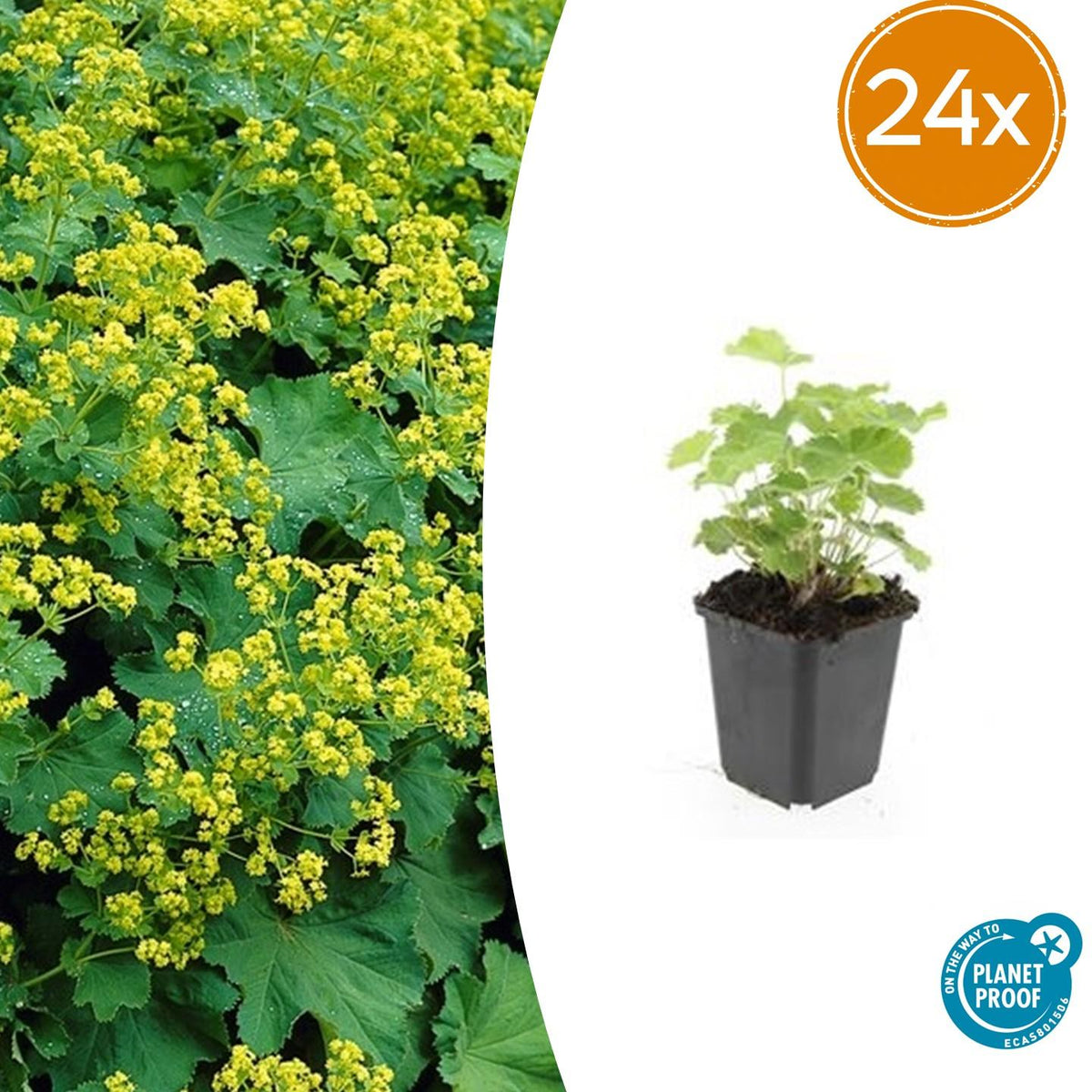 Alchémille en godet - Alchemilla mollis - H 10-25 cm, pot Ø9 cm - photo 8