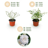 Rosier White Fairy - Rosier polyantha blanc - H 20-25 cm, pot Ø12 cm - photo 6