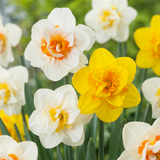 Narcisse double en mélange - 240 bulbes