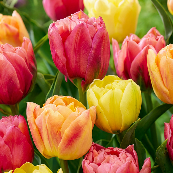 Tulipe en mélange Symbiosa - calibre 11/12