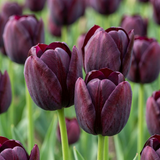 Tulipe triomphe violet foncé - 96 bulbes