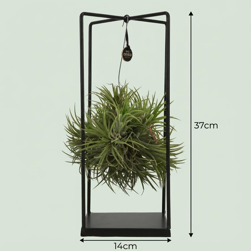 Tillandsie Luftpflanze in Deko - Ø 14 cm - Höhe: 37 cm